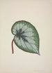 Mon Jardin à Ceylan Pl166 - George De Alwis — artwork view