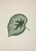 My Garden in Ceylan Pl167 - George De Alwis — artwork view