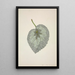 Mon Jardin à Ceylan Pl169 - George De Alwis — framed artwork on a wall