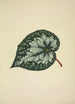 My Garden in Ceylon Pl170 - George De Alwis — artwork view