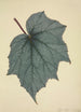 My Garden in Ceylon Pl171 - George De Alwis — artwork view