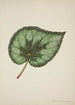 Mon Jardin à Ceylan Pl172 - George De Alwis — artwork view