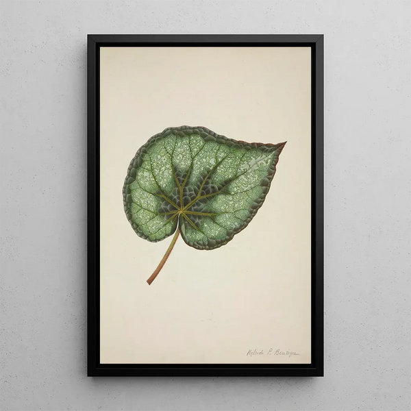 George De Alwis - Mon Jardin a Ceylan Pl172.webp