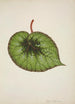 My Garden in Ceylon Pl175 - George De Alwis — artwork view