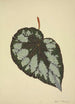 My Garden in Ceylon Pl176 - George De Alwis — artwork view