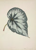 My Garden in Ceylon Pl177 - George De Alwis — artwork view