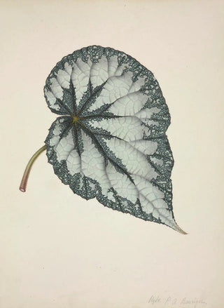 George De Alwis - Mon Jardin a Ceylan Pl177.webp