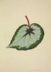 Mon Jardin à Ceylan Pl178 - George De Alwis — artwork view