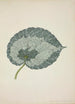 My Garden in Ceylon Pl179 - George De Alwis — artwork view