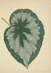 Mon Jardin à Ceylan Pl181 - George De Alwis — artwork view