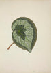 My Garden in Ceylon Pl183 - George De Alwis — artwork view