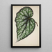 My Garden in Ceylon Pl187 - George De Alwis — framed artwork on a wall