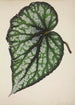 My Garden in Ceylon Pl187 - George De Alwis — artwork view