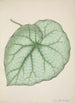 Mon Jardin à Ceylan Pl188 - George De Alwis — artwork view