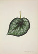 Mon Jardin à Ceylan Pl189 - George De Alwis — artwork view