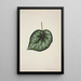 Mon Jardin à Ceylan Pl189 - George De Alwis — framed artwork on a wall