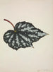 Mon Jardin à Ceylan Pl191 - George De Alwis — artwork view