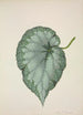 Mon Jardin à Ceylan Pl192 - George De Alwis — artwork view