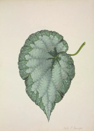 George De Alwis - Mon Jardin a Ceylan Pl192.webp