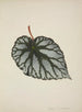 Mon Jardin à Ceylan Pl194 - George De Alwis — artwork view