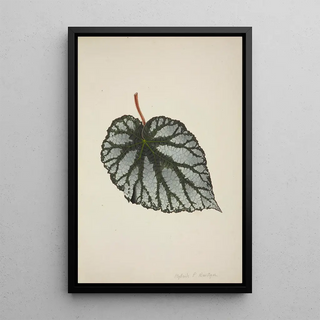 George De Alwis - Mon Jardin a Ceylan Pl194.webp