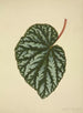Mon Jardin à Ceylan Pl196 - George De Alwis — artwork view