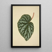 Mon Jardin à Ceylan Pl196 - George De Alwis — framed artwork on a wall