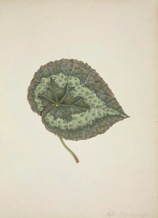 George De Alwis - Mon Jardin a Ceylan Pl197.webp