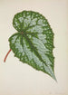 Mon Jardin à Ceylan Pl201 - George De Alwis — artwork view