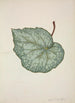 Mon Jardin à Ceylan Pl202 - George De Alwis — artwork view