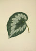 My Garden in Ceylon Pl203 - George De Alwis — artwork view