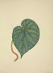 Mon Jardin à Ceylan Pl204 - George De Alwis — artwork view