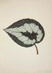 My Garden in Ceylon Pl205 - George De Alwis — artwork view