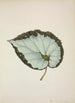 Mon Jardin à Ceylan Pl206 - George De Alwis — artwork view