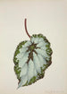Mon Jardin à Ceylan Pl207 - George De Alwis — artwork view