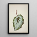 Mon Jardin à Ceylan Pl207 - George De Alwis — framed artwork on a wall