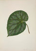 Mon Jardin à Ceylan Pl209 - George De Alwis — artwork view