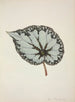 Mon Jardin à Ceylan Pl210 - George De Alwis — artwork view