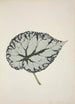 Mon Jardin à Ceylan Pl212 - George De Alwis — artwork view