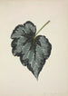 Mon Jardin à Ceylan Pl215 - George De Alwis — artwork view