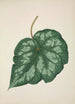 Mon Jardin à Ceylan Pl218 - George De Alwis — artwork view