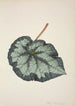 Mon Jardin à Ceylan Pl219 - George De Alwis — artwork view