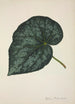 Mon Jardin à Ceylan Pl221 - George De Alwis — artwork view