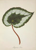 Mon Jardin à Ceylan Pl223 - George De Alwis — artwork view