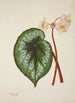 Mon Jardin à Ceylan Pl225 - George De Alwis — artwork view