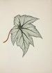 Mon Jardin à Ceylan Pl227 - George De Alwis — artwork view