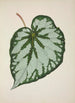 Mon Jardin à Ceylan Pl228 - George De Alwis — artwork view
