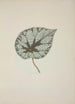 My Garden in Ceylon Pl229 - George De Alwis — artwork view