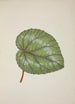My Garden in Ceylon Pl230 - George De Alwis — artwork view