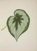 My Garden in Ceylon Pl231 - George De Alwis — artwork view